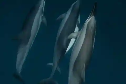 Mauritius Le Morne: Miljövänlig delfinsafari