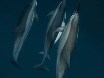 Mauritius Le Morne: Miljøvennlig delfinsafari