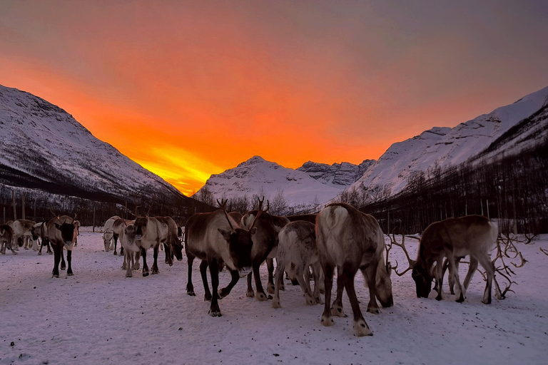 Tromsø: Reindeer experience in sami-camp Private Reindeer experience in sami-camp