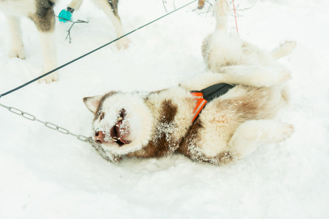 Tromsø: Dog Sledding Tour