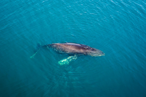 San Diego: Wal- und Delfinbeobachtungstour mit dem Schnellboot