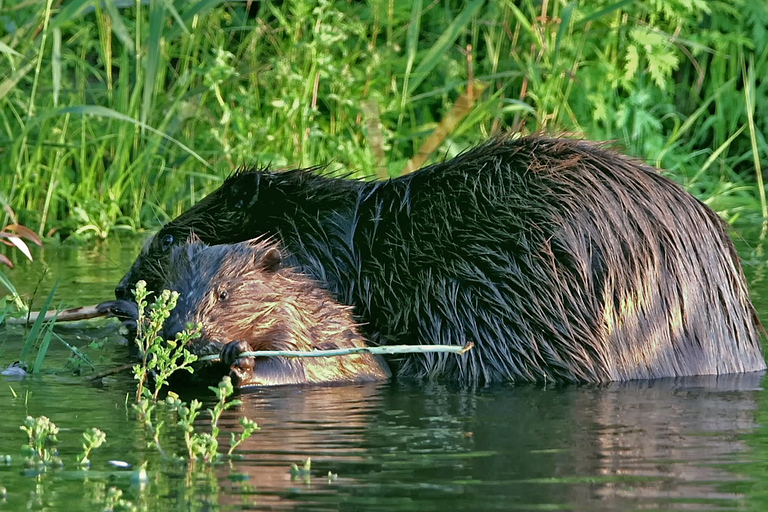 Neu Darchau: Sunset Beaver Tour New Darchau: Biber tour at sunset