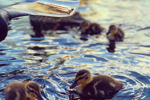 Oslo: Guided Kayak Tour on Lake Langen with Lunch