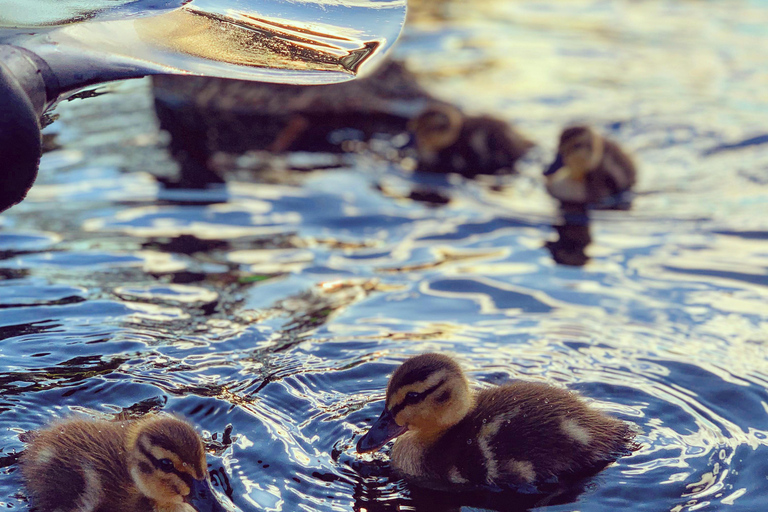 Oslo: Guided Kayak Tour on Lake Langen with Lunch