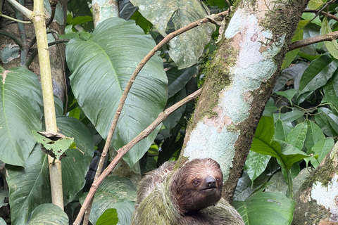 From San José: La Fortuna Sloths & Hot Springs Tour