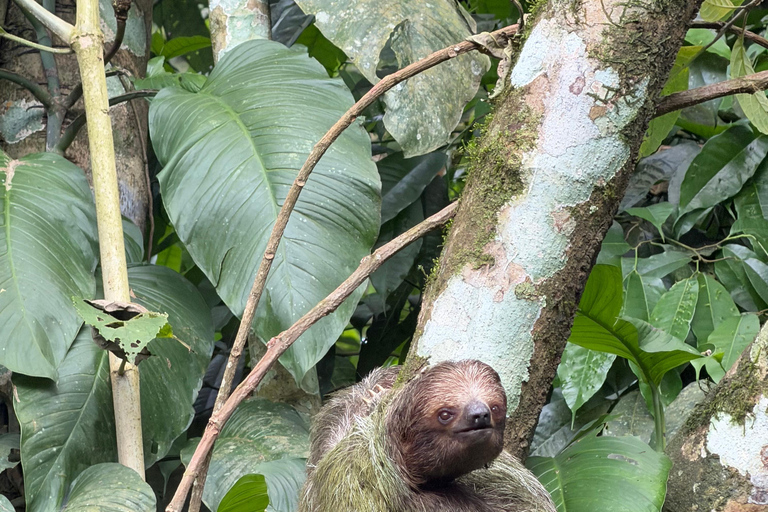 From San José: La Fortuna Sloths & Hot Springs Tour