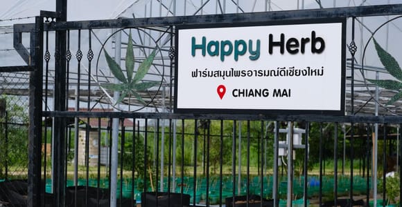 Chiang Mai: Happy Herb Cannabis Farm Guided Tour