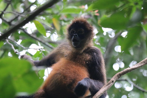 Uvita: Corcovado Rainforest & Wildlife Adventure