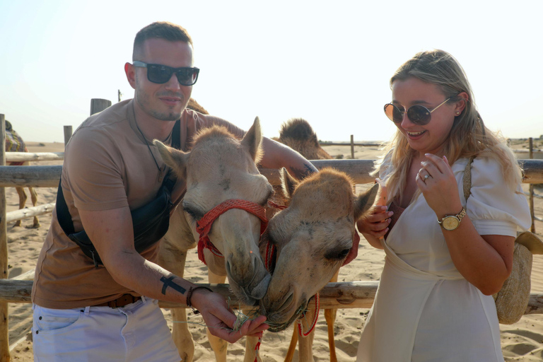 迪拜：Al Marmoom 的除夕庆祝活动和烧烤晚餐迪拜：在阿尔马穆姆庆祝除夕夜和烧烤晚餐