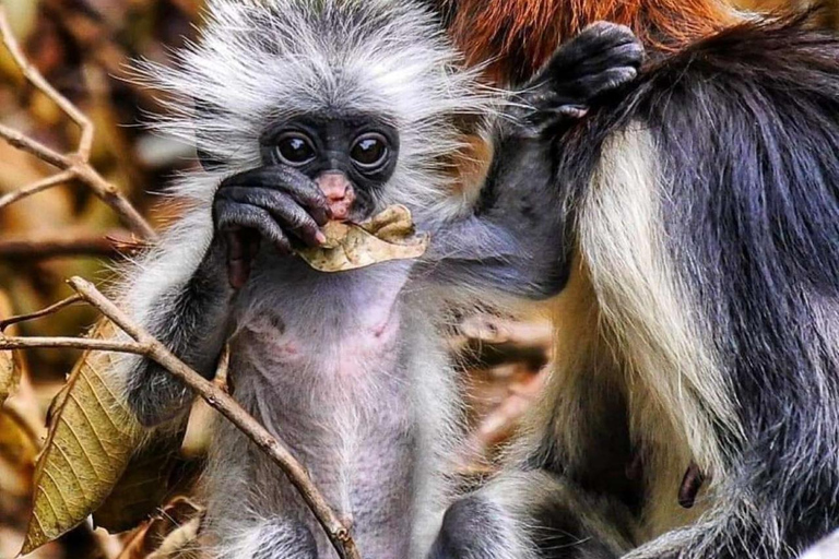 Zanzibar: Jozani Forest, Spice Farm and Stone Town City Tour Private tour no hotel pick-up and drop-off included