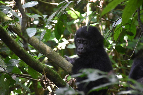 Uganda: Gorilla Trekking and Walking Safari 6-Day Tour