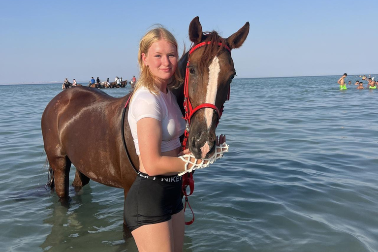 Hurghada: 1 HR Red Sea Swimming with Horses with Transfers Exclusive Family Package – 1 HR with Swimming & Transfers