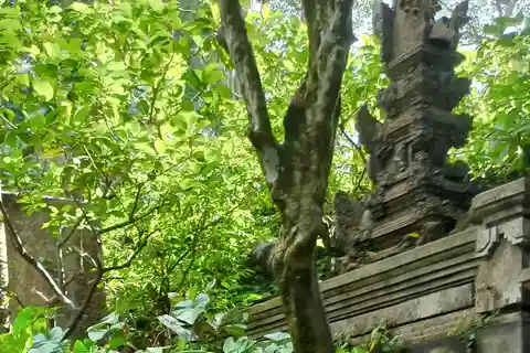 Top Highlights Ubud Private Day Tour