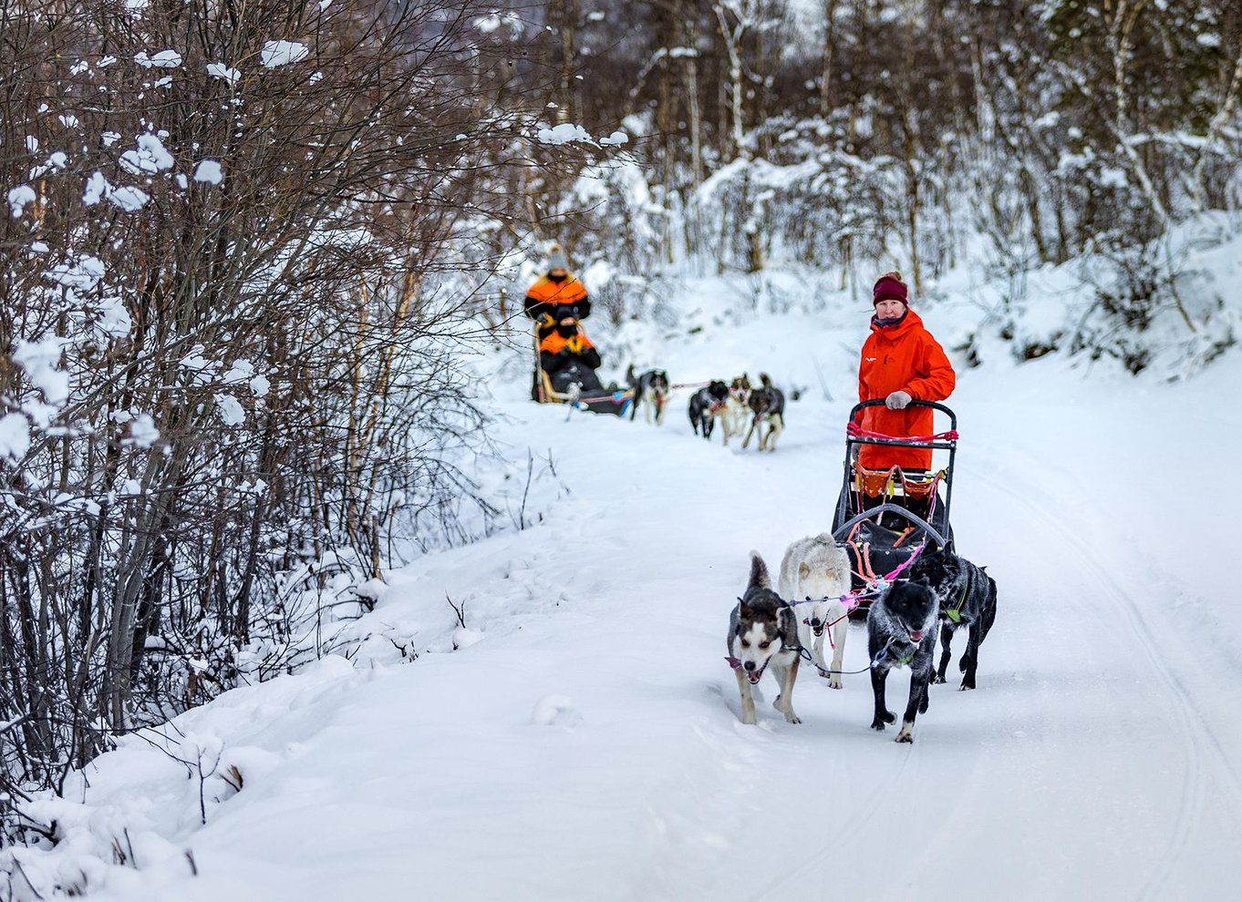 Fra Tromsø: Hundeslædeeventyr i Tamokdalen