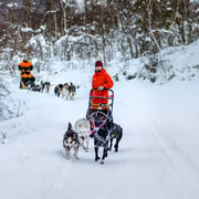 From Tromsø: Dog Sledding Adventure in Tamokdalen