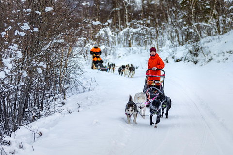 From Tromsø: Dog Sledding Adventure in Tamokdalen Dog Sledding Adventure in Tamokdalen: Midday Departure