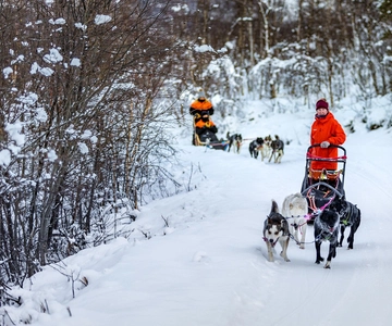 From Tromsø: Dog Sledding Adventure in Tamokdalen