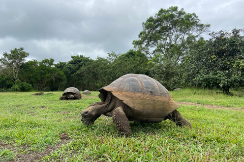 The Galapagos Giant Tortoise Experience | Iconic Shared Tour The Galapagos Iconic Giant Tortoise Experience | Shared