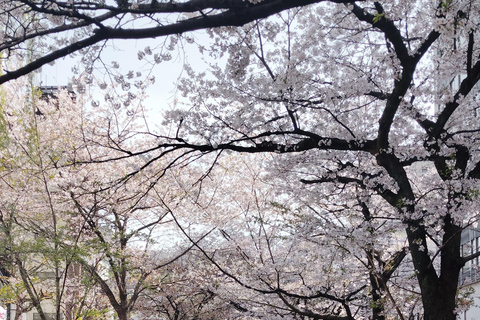 Visite privée de Kyoto avec guide anglophone et véhicule