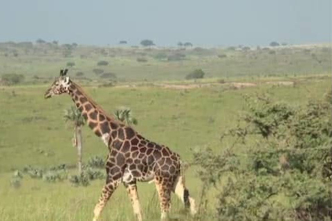 From Kampala: 3-Day Murchison Falls Safari & Chimpanzee Trek