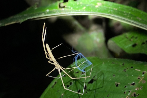 Manuel Antonio: Avondtour met een natuurgids.Avondtour met een natuurgids (vervoer inbegrepen)