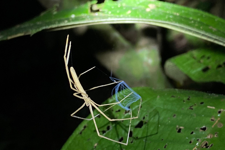 Manuel Antonio: Tour serale con guida naturalistica.