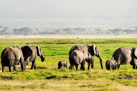 Avventuroso safari di 2 giorni nel Parco Nazionale di Aberdare