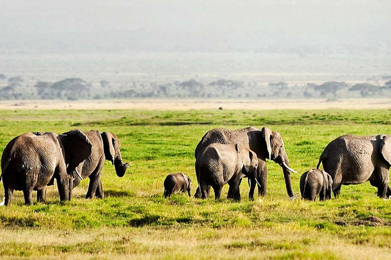 Avventuroso safari di 2 giorni nel Parco Nazionale di Aberdare
