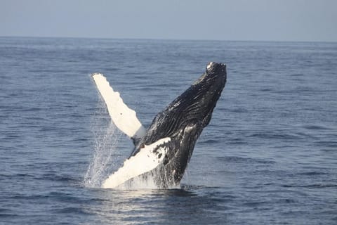 Courtmacsherry: Whale and Wildlife Boat Tour on the Atlantic - Image 2