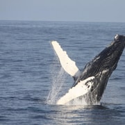 Courtmacsherry: Whale and Wildlife Boat Tour on the Atlantic
