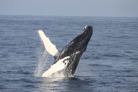 Courtmacsherry: Whale and Wildlife Boat Tour on the Atlantic - Image 3