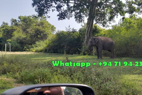 Udawalawe safari w tush, serviço de busca em Ella e entrega em Mirissa