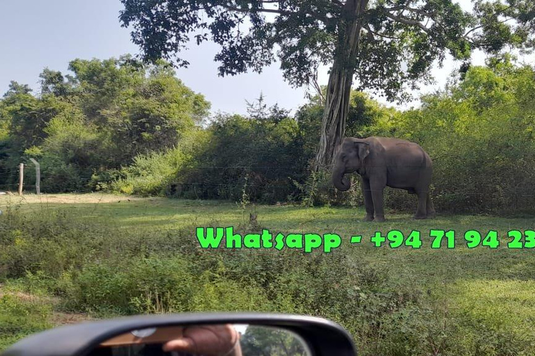 Safari Udawalawe avec brosse, prise en charge à Ella et dépose à Mirissa