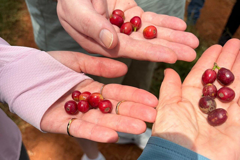 Nairobi:Fairview Coffee Farm Tour &Coffee Tasting Experience