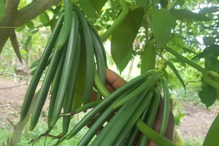 Zanzibar: Maasai Cultural Village och kryddodlingstur