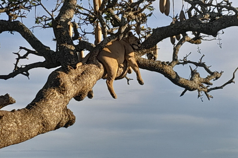 Safari de 3 días por el Serengueti y Ngorongoro desde Nairobi