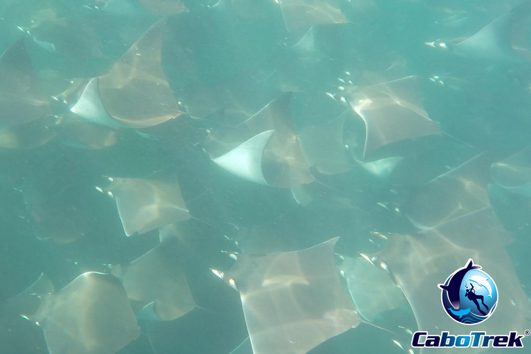 Safari z rurką Mobula RayPrywatne safari z rurką Mobula Ray