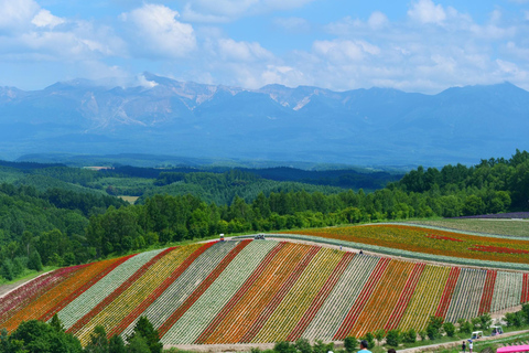 Sapporo: Furano & Biei Private Sightseeing with Hotel Pickup
