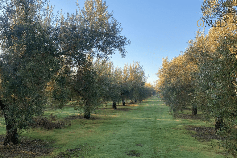 Granada en AOVE: Tour guiado del olivar y cata sensorial