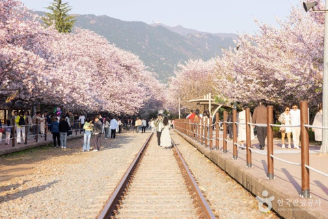 Busan: Jinhae Cherry Blossom Day & Night or 1 Day Tour Group Night Tour / Where Cherry Blossoms Define Jinhae