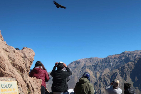 From Arequipa: Colca Canyon Day Trip with a stop in Puno From Arequipa: Day trip to Colca Canyon, ending in Puno