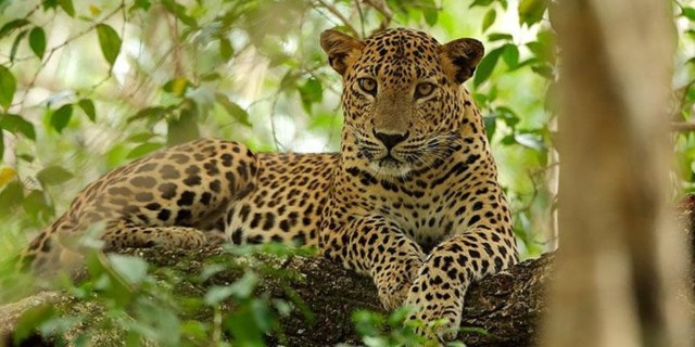 Visit Wilpattu Wildlife Adventure Day Safari with Picnic Meals in Anuradhapura