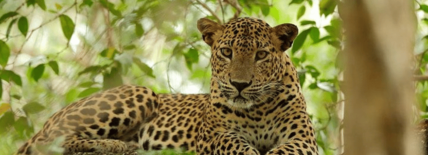 Anuradhapura : une journée d'aventure dans la nature sauvage de Wilpattu
