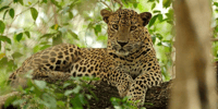 Wilpattu Wildlife Adventure, Day Safari with Picnic Meals - Housity