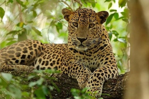 Wilpattu Wildlife Adventure : Safari d'une journée avec repas pique-nique