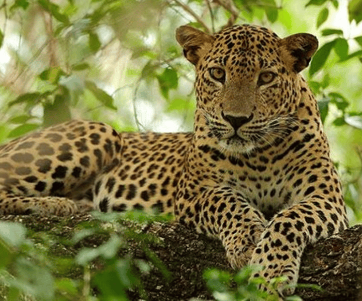 Wilpattu Wildlife Adventure:Day Safari with Picnic Meals