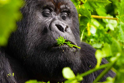 Ruanda: Safari di 8 giorni con Kigali, Nyungwe e vulcaniTrekking con i gorilla