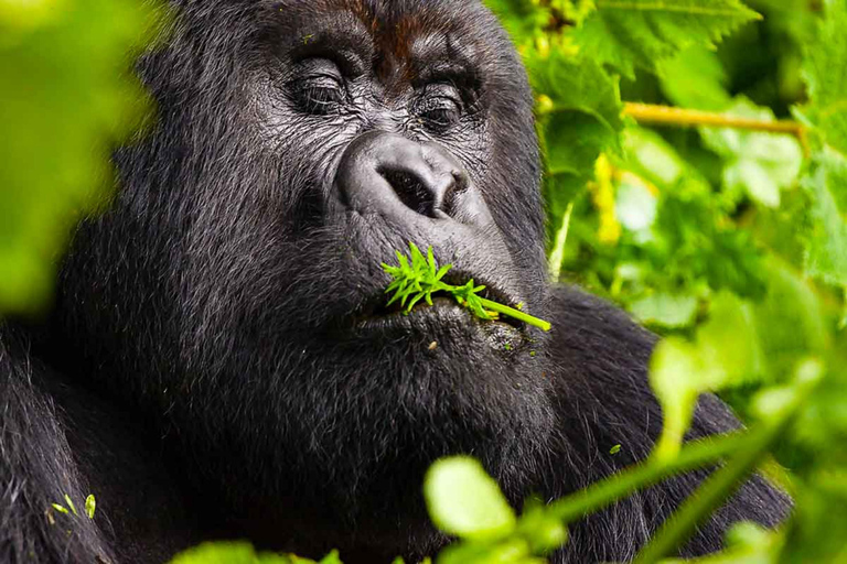 Excursion d&#039;une journée à Gorilla Trekking avec déjeuner