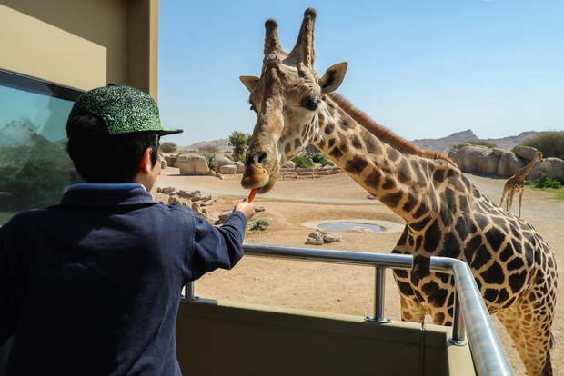 Zoo di Al Ain: esperienza in safari truck