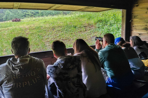 Private Bear Watching From Brasov | Szekler Food&Guarantee